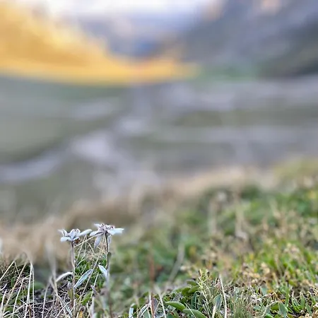 Ca Dell'agrifoglio Lägenhet